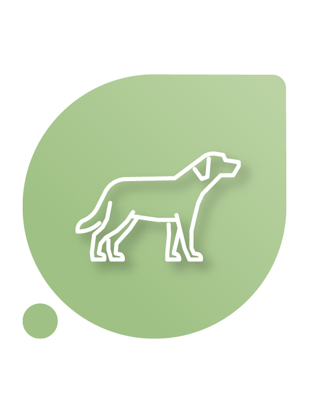 Cães e Gatos